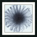 Dahlia by Steven N. Meyers, Framed Print Art - 24.19" x 24.19"