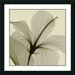 Hibiscus by Steven N. Meyers, Framed Print Art - 24.19" x 24.19"