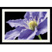 Purple Clematis Framed Art Print by Amalia Veralli