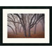 Pilot Road Trees Framed Art Print by David Lorenz Winston