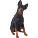 Mid Size Miniature Pinscher Sculpture in Black