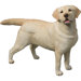 Original Size Labrador Retriever Sculpture in Yellow