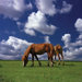 Phoenix Horses Wall Mural
