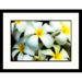 Plumerias Framed Photograph