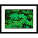 Fern Framed Photograph