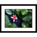 Water Lily Japan Framed Photograph