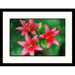 Pink Day Lilies Framed Photograph