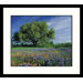 Live Oak, Texas Flowers Framed Photograph - Adam Jones