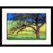 Oak Tree California Framed Photograph