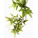 Exo Terra Plastic Croton Terrarium Plant