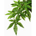 Exo Terra Silk Abutilon Terrarium Plant