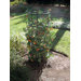 Tomato and Plant Grow Cage