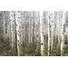 Aspen Highlands Wall Art