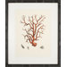 Red Coral I Art