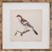 Mini De Langlois Bird I Art