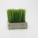 Botanicals Square Potted Wheat Grass