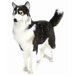 Life Size Husky Dog Stuffed Animal
