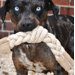Knotted Braided Dog Toy