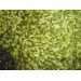 Plaza Mayor Soft Green Contemporary Rug