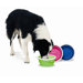 Silicone Dog Travel Bowl in Green