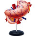 4D-Vision Human Stomach Anatomy Model