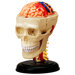 4D-Vision Human Cranial Nerve Skull Anatomy Model