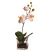 Floral Orchid in Square Vase
