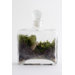 Tropisma Male DIY Kit