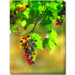 Molti Colori Outdoor Canvas Art