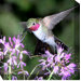 Hummingbird #1 Outdoor Canvas Art