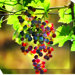 Grapes #3 Outdoor Canvas Art