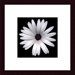 Sunscape Daisy by Feinstein Wood Framed Art Print