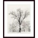 Oak Tree by Ansel Adams Wood Framed Art Print