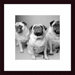 Three Pugs Wood Framed Art Print
