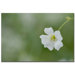 Baby's Breath II by Kurt Shaffer, Canvas Art - 16" x 24"