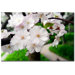 Cherry Blossom Path by Kurt Shaffer, Canvas Art - 16" x 24"