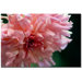 Pink Dhalia by Kurt Shaffer, Canvas Art - 16" x 24"