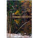 Serene Sylvan Pond by Kurt Shaffer, Canvas Art - 24" x 16"