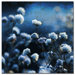 Blue Bokey by Philippe Sainte-Laudy, Canvas Art - 24" x 24"