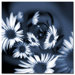Dancing Flowers by Philippe Sainte-Laudy, Canvas Art - 24" X 24"