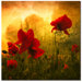 Red for Love by Philippe Sainte-Laudy, Canvas Art - 24" x 24"