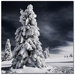White Ink by Philippe Sainte-Laudy, Canvas Art - 24" x 24"