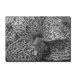 Cosmic Canna by Kurt Shaffer, Canvas Art - 22" x 32"