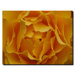 Hypnotic Yellow Rose by Kurt Shaffer, Canvas Art - 35" x 47"