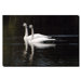 Twin Swans by Kurt Shaffer, Canvas Art - 24" x 32"