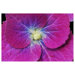 Hydrangea Closeup by Kurt Shaffer, Canvas Art - 16" x 24"