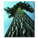 A Tree of Life by Kurt Shaffer, Canvas Art - 32" x 24"