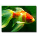 Goldfish by Amy Vangsgard, Canvas Art - 24" x 32"