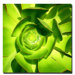 Succulent Square Close up by Amy Vangsgard, Canvas Art - 24" x 24"