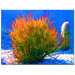 Firesticks on Blue by Amy Vangsgard, Canvas Art - 24" x 32"